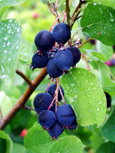 Wild Saskatoon Berries, Frozen / lb